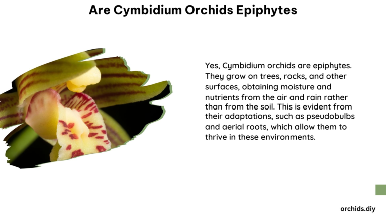 Are Cymbidium Orchids Epiphytes