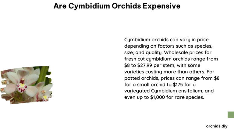 Are Cymbidium Orchids Expensive