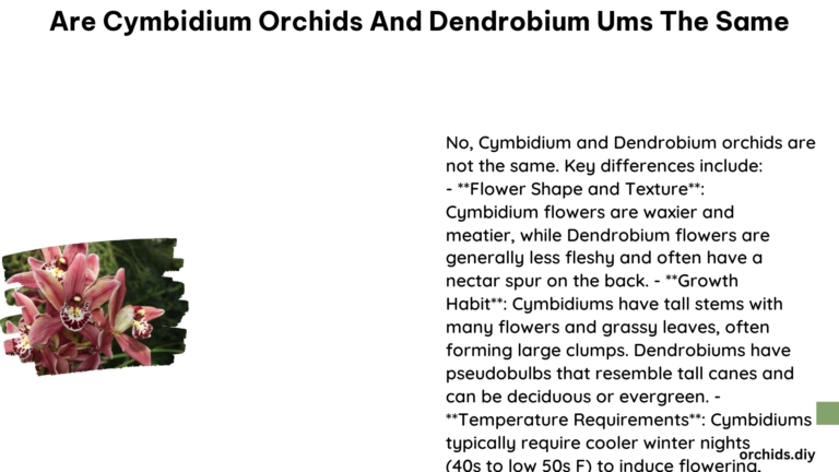 Are Cymbidium Orchids and Dendrobium Ums the Same