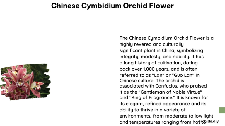 Chinese Cymbidium Orchid Flower