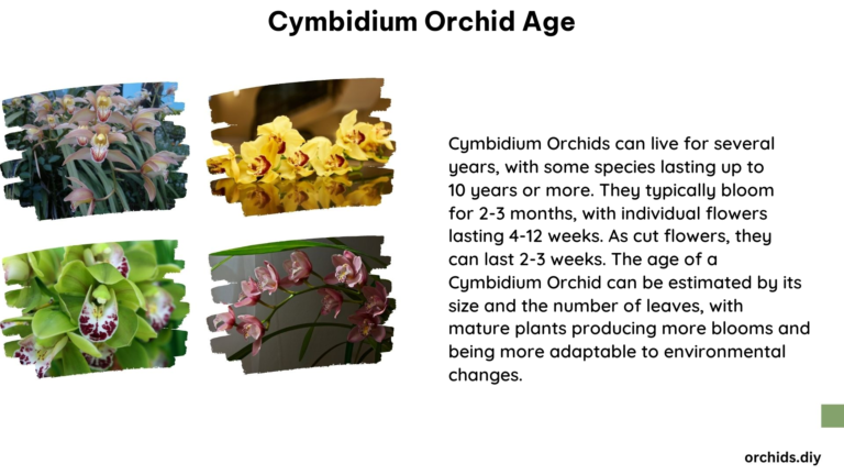 Cymbidium Orchid Age 1