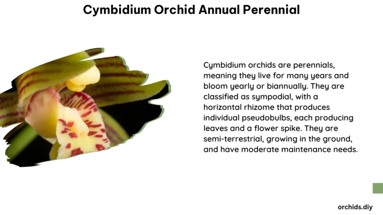 Cymbidium Orchid Annual Perennial 1