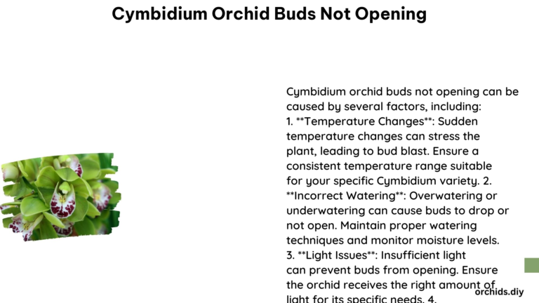 Cymbidium Orchid Buds Not Opening