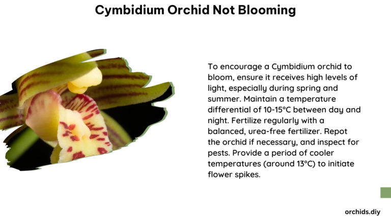Cymbidium Orchid Not Blooming