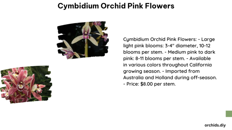 Cymbidium Orchid Pink Flowers