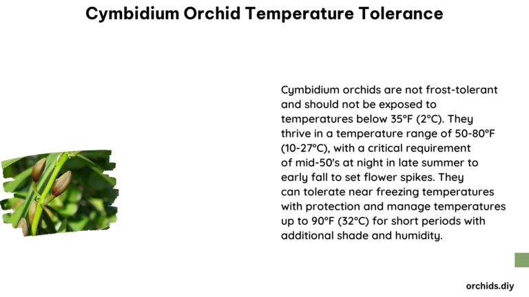 Cymbidium Orchid Temperature Tolerance