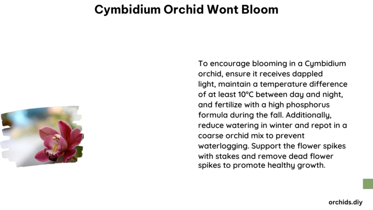 Cymbidium Orchid Wont Bloom