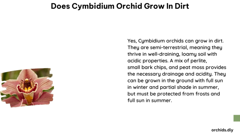 Does Cymbidium Orchid Grow in Dirt