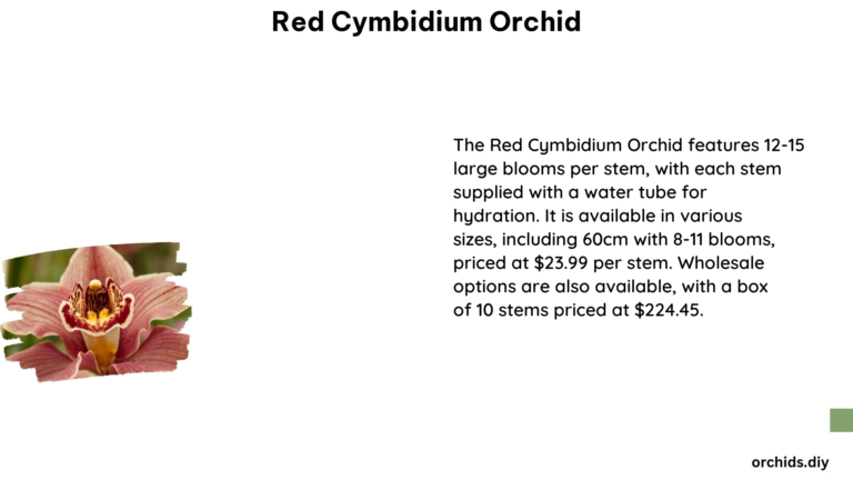 Red Cymbidium Orchid