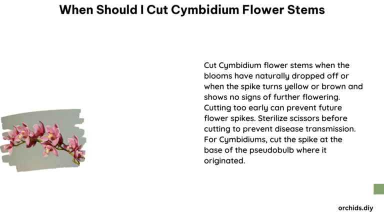 When Should I Cut Cymbidium Flower Stems