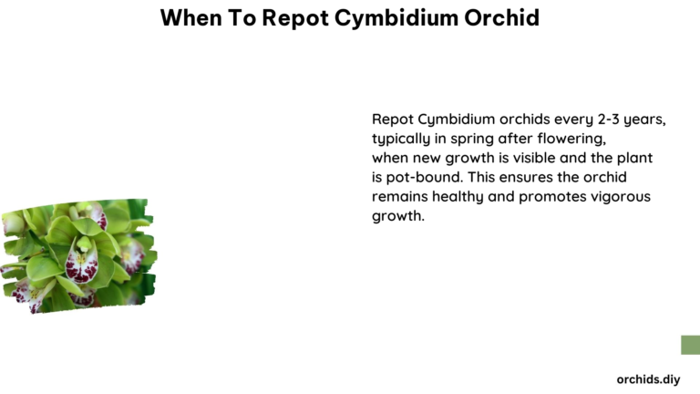 When to Repot Cymbidium Orchid