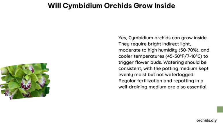 Will Cymbidium Orchids Grow Inside