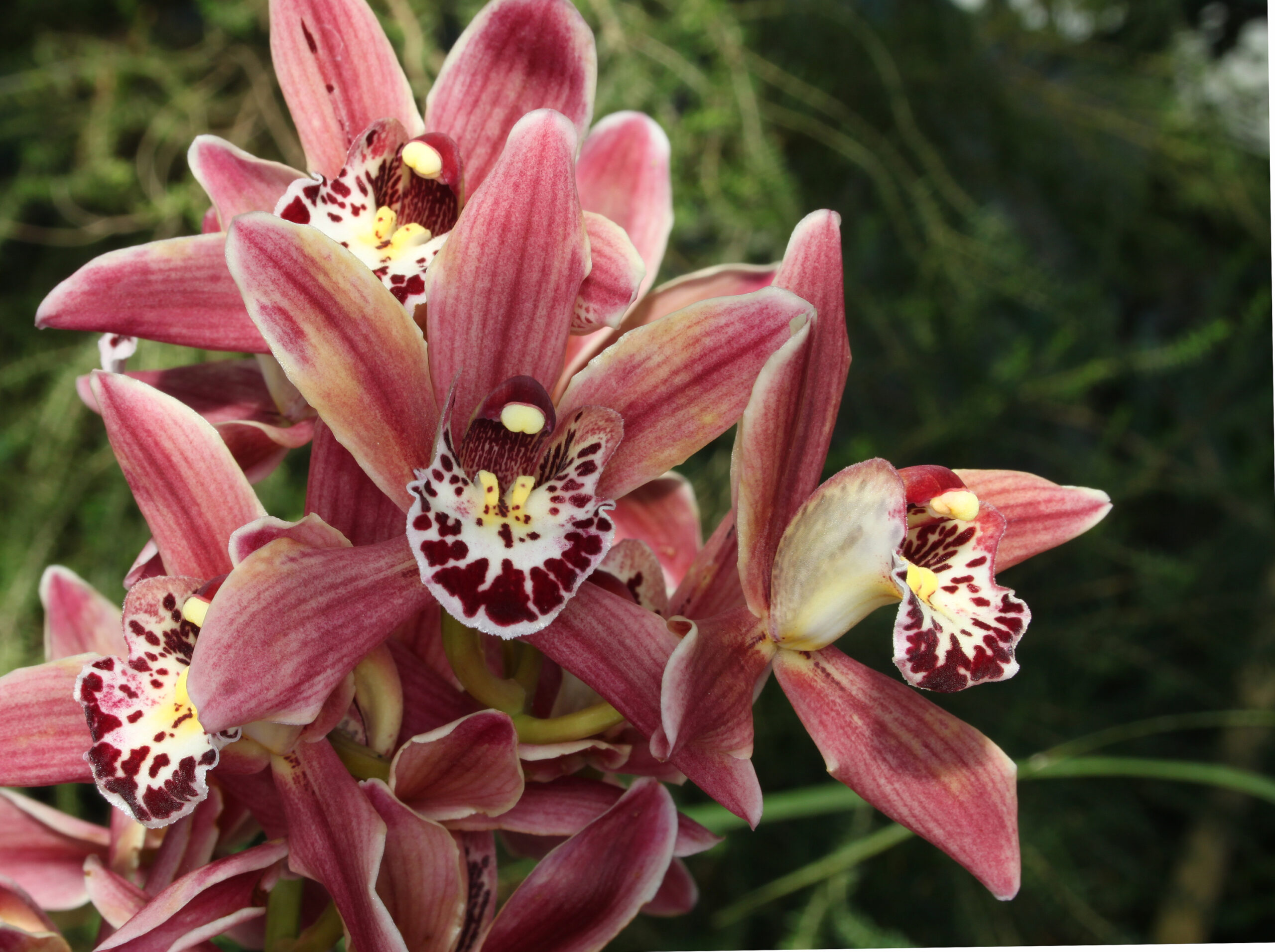 Cymbidium Orchid Potting Mix Recipe